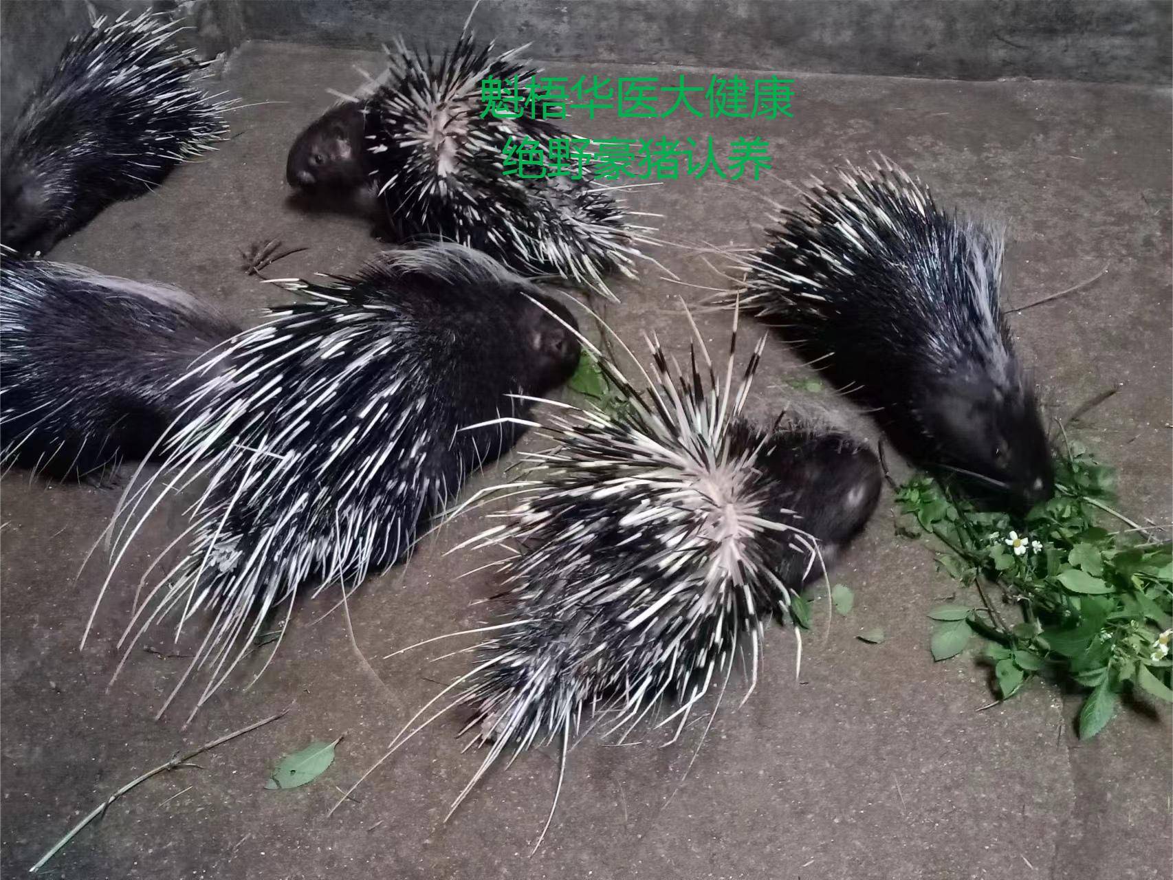 最新豪猪回收商家方法分析(最方便真实的象山豪猪卖去什么地方方法)
